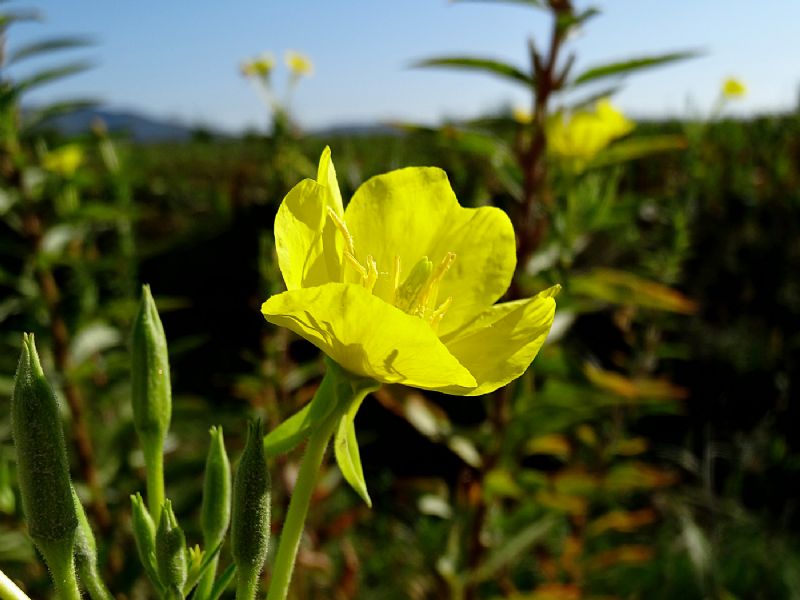 Dipsacus fullonum e Oenothera sp.